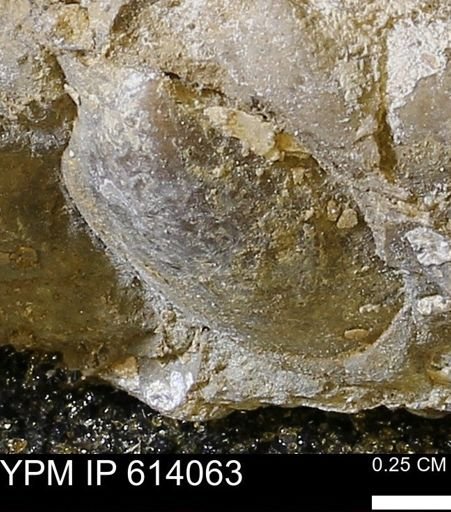 undet. Bivalvia