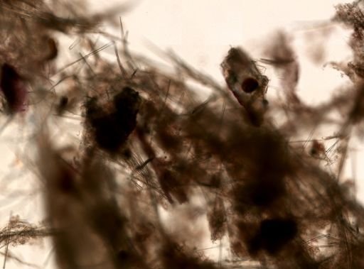 Haliclonidae