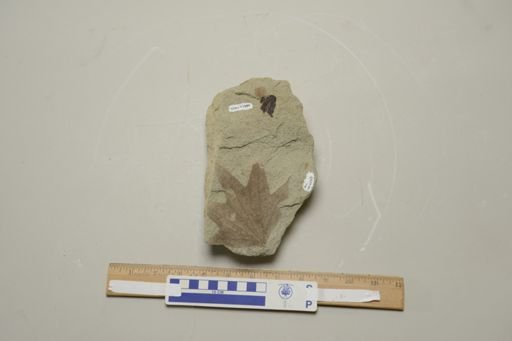 Macginitiea angustiloba