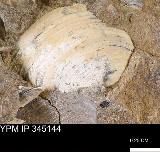 Limopsis striatopunctatus