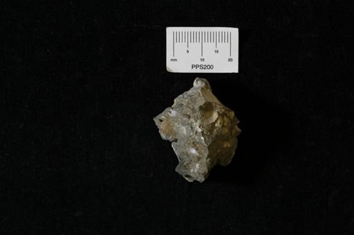 Protocardia
