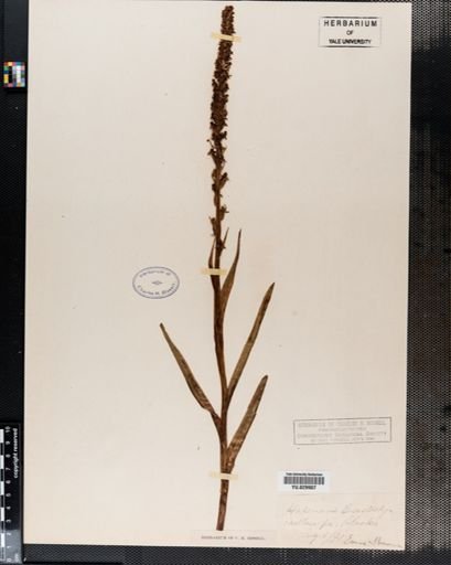 Habenaria
