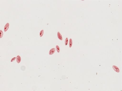 Paramecium calkinsi
