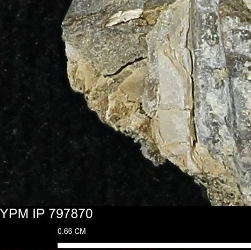 Mollusca