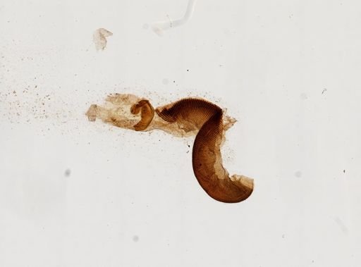 Papillifera papillaris