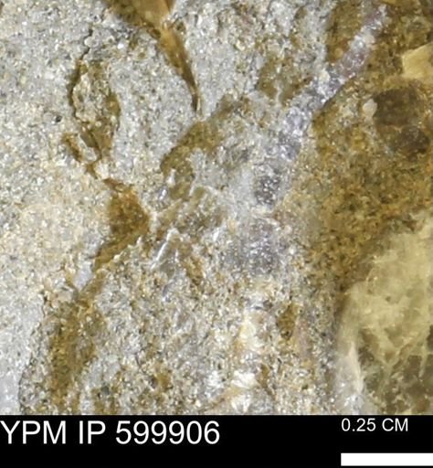 undet. Bivalvia