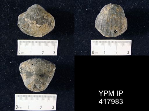 Gypidula sp.