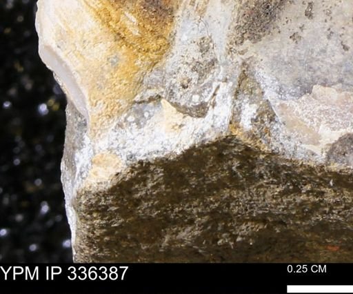 undet. Mollusca