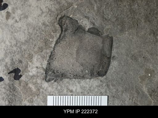 Eurypterus sp.
