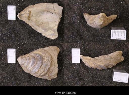 Ostrea glabra wyomingensis