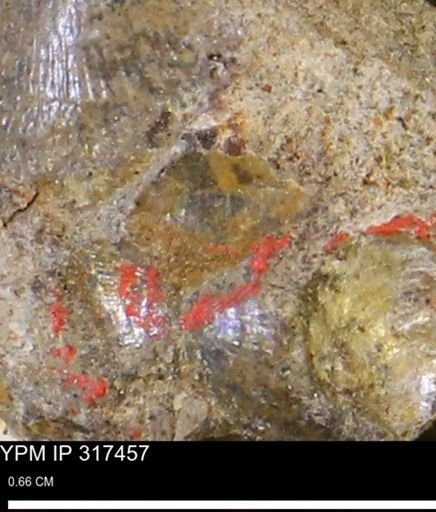 undet. Mollusca