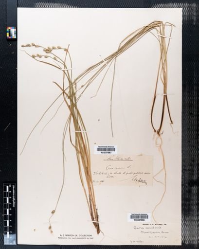 Carex canescens