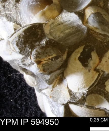 Limopsis striatopunctatus