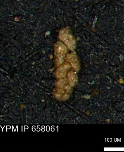 Ammobaculoides phaulus