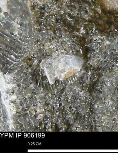 undet. Bivalvia