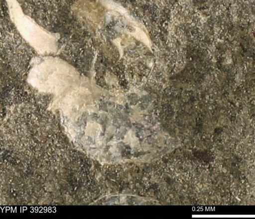 Scaphites sp.