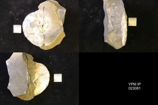 Hoploscaphites melloi