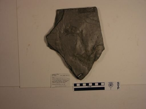 Argoides macrodactylus