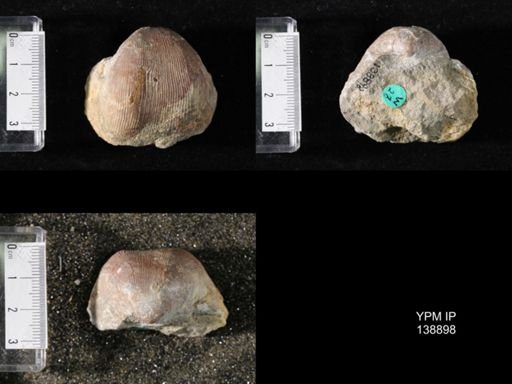Productus (Linoproductus) lineatus