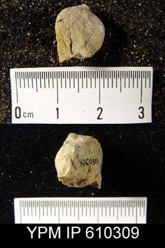 Atrypa sp.