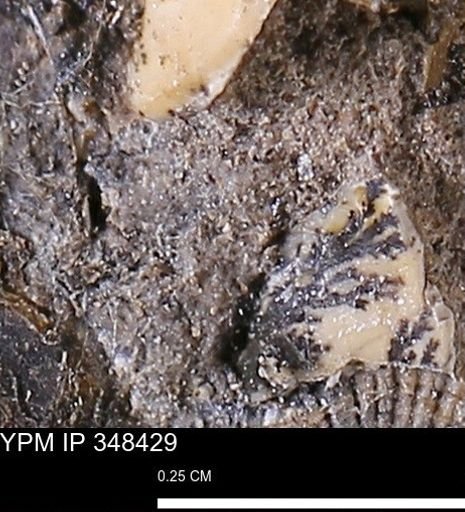 undet. Mollusca
