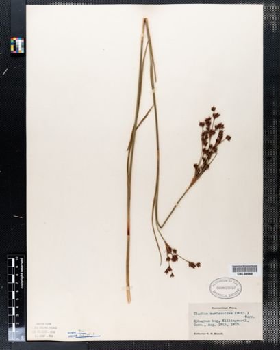 Cladium mariscoides