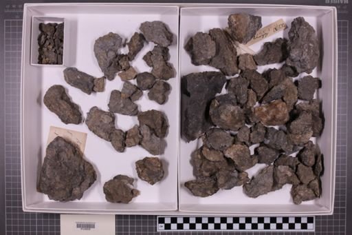 mixed taxa, stratigraphic collection