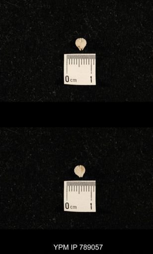 undet. Brachiopoda