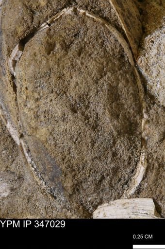 undet. Bivalvia