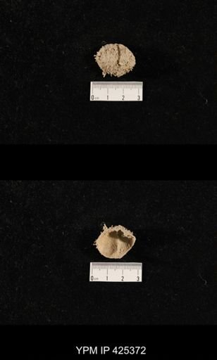 Cactosteges sp.
