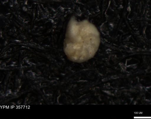 undet. Foraminiferida