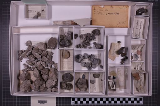 mixed taxa, stratigraphic collection