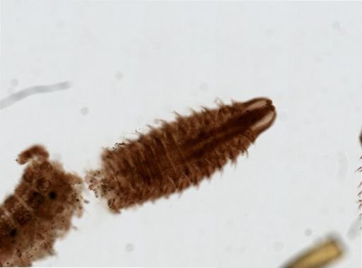 Spio filicornis?