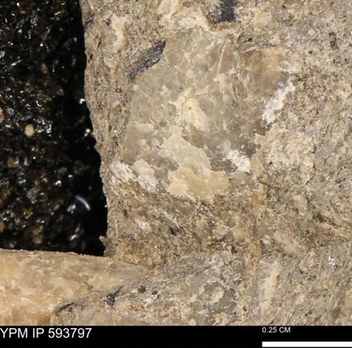Ostreidae?