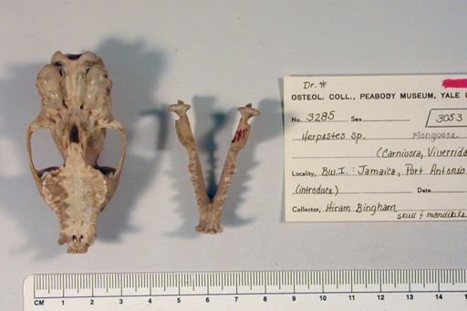 Urva auropunctata