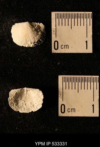 Chonetes illinoisensis