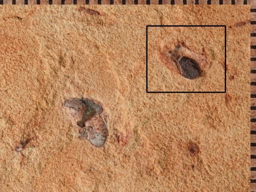 undet. Coleoptera