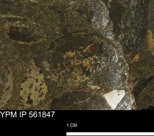 Limopsis sp.