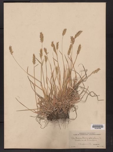 Anthoxanthum odoratum