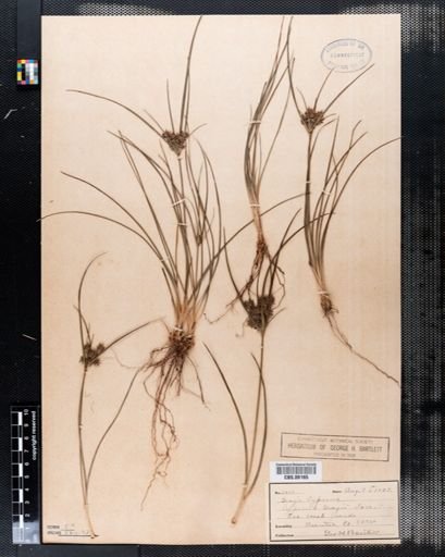 Cyperus grayi