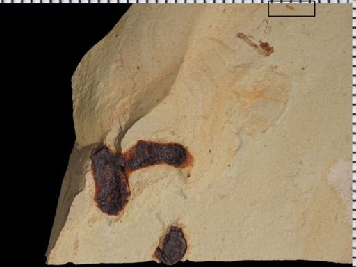 Thysanoptera?