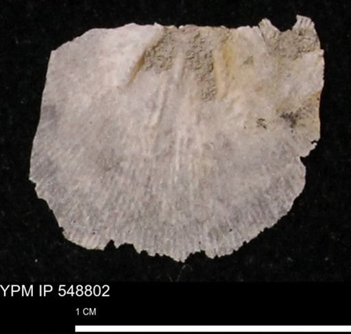 Stropheodonta perplana
