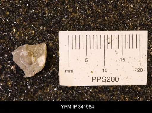 undet. Gastropoda