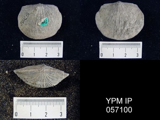 Rhipidomella emarginata