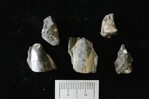 undet. Bivalvia