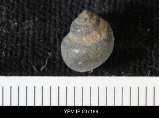 Viviparus montanaensis