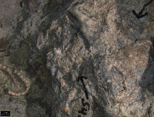 Aplocoma damesii