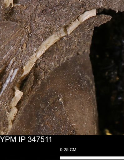undet. Bivalvia