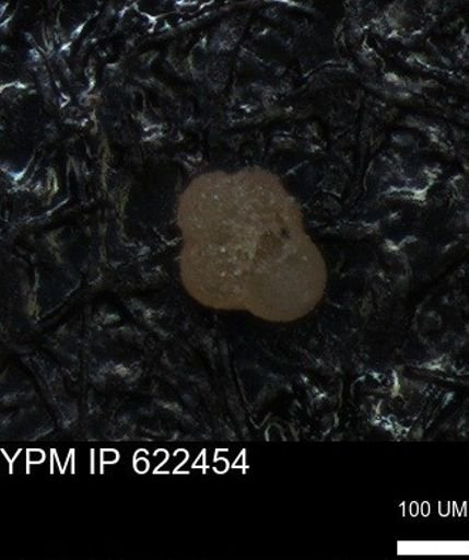Rugoglobigerinidae?