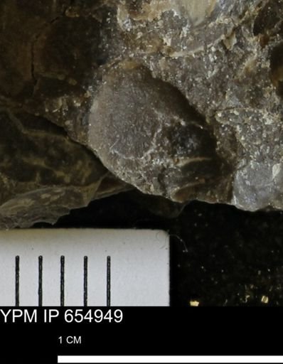 Mollusca